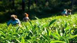 Tea Tasting